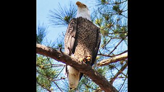 Majestic bald eagles returns to nest.