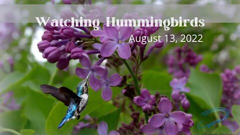 Hummingbirds / Cats will love to watch this