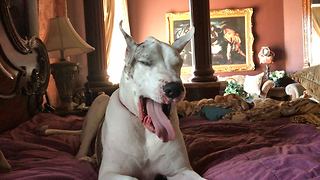 Lazy Great Dane Yawns Moans and Groans but won't get out of bed