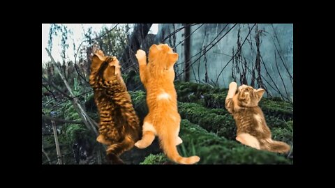 Indoor Cats go Outdoors... First Green Screen Edit with Kitten Test Subjects