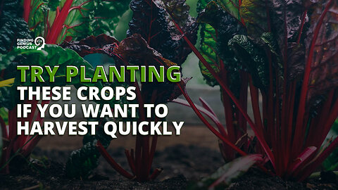 Try Planting These Crops if You Want to Harvest Quickly