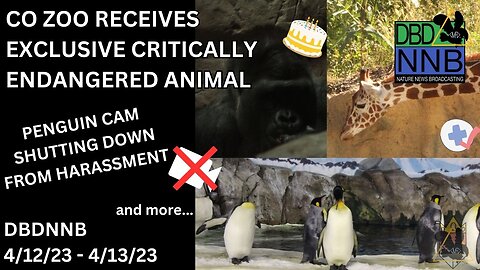 Penguin Cam Shuts Down Over Harassment | OLDEST Silverback in the world!!! | DBDNNB April 14th, 2023