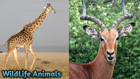 Animals wildlife