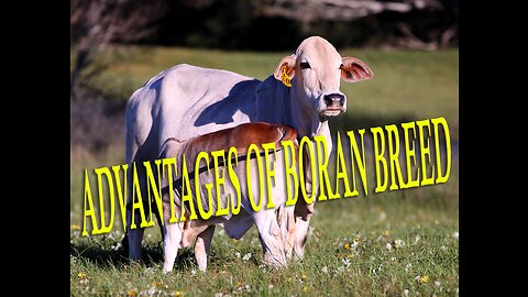 Advantages of Boran Cattle