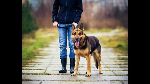 Canine hopping towards her lord