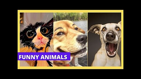 New funny animls moments cat and dogs