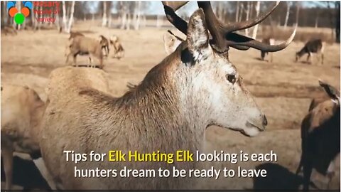 "Hunting Like a Pro: Proven Tactics and Techniques for Elk Hunting Triumphs"tips-for-elk-hunting Elk Hunting_ What to know before your first hunt - Hunting