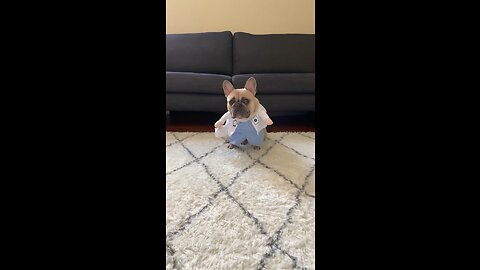 Doctor Or Dogtor? | Mochi The French Bulldog