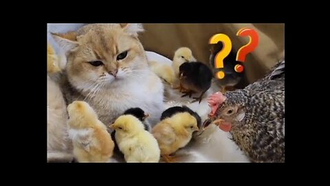 Cat mothering chicks_ Cats with chicks so cute