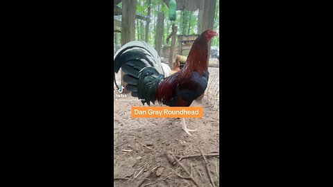 Dan Gray Roundhead brood fowl