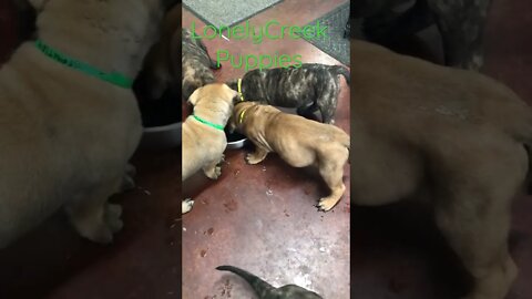 Puppies thirsty ! LonelyCreek bullmastiff