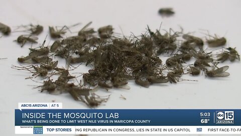 After record year of West Nile virus, Maricopa County adding more mosquito traps in 2022