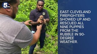 East Cleveland firefighters rescue 9 puppies from collapsed garage