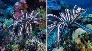 This feather star swimming is MESMERIZING!