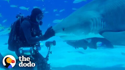 Wild Shark Recognizes Human Best Friend After They Were Separated For A Year