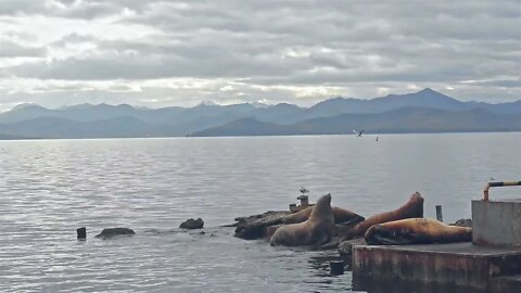 Flock of fat seals lie on stones of broken piers against large distant mountains and cloudy sky in e