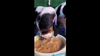 Hilarious Video of Super Hungry Dog Gobbling Food with Big Mouthfuls!