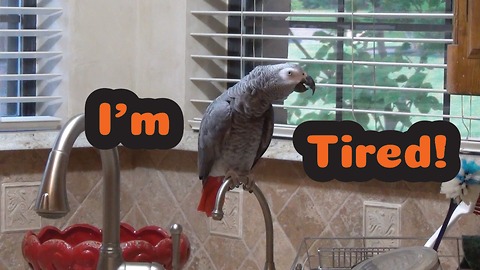 Einstein the Parrot is a very tired bird!