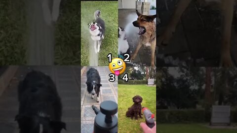 Water Spray. Which Dog Is The Happiest? - Funny Dog Video 🐾