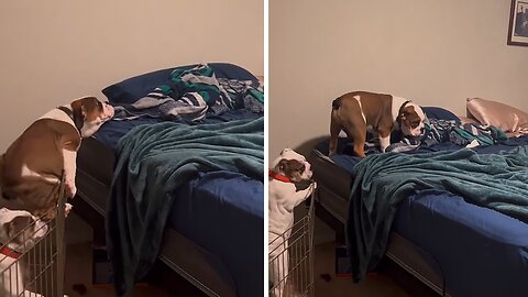 Clever Bulldog Is A True Escape Artist