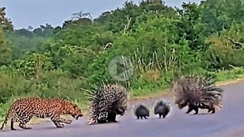 Porcupine Parents Protect Babies from Leopard