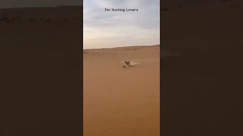 Arabian Greyhound chasing Hare on Desert 🏜️ Galgo árabe persiguiendo a la lecha Арабская борзая