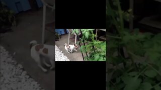 Here He Comes...Wait For It...#shorts #dogs #funny #like #subscribe