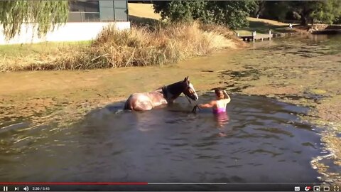 Horse Trainer Teaches Lots Of Bad Lessons - Horse Did Nothing Wrong