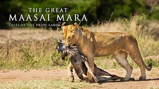 The Great Maasai Mara - Tales Of The Pride Lands | An African Safari Film