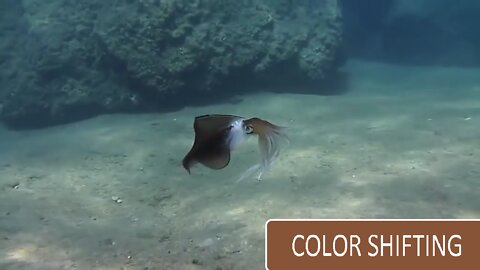 Watch: squid disappears in clear water