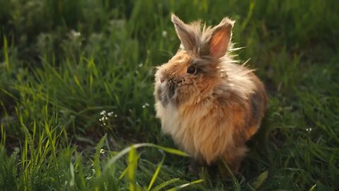 Brown fluffy Bunny studied with interest the green grass on the lawn in the setting sun