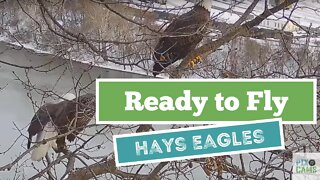 Hays Eagles ready set flyoff ! 2022 01 19 7:58AM