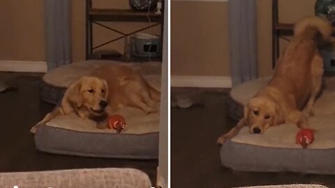 Skeptic Golden Retriever Is Not So Sure About The Squeaky Chicken Toy