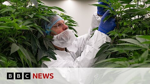 Netherlands trials legally cultivating cannabis for first time | BBC News