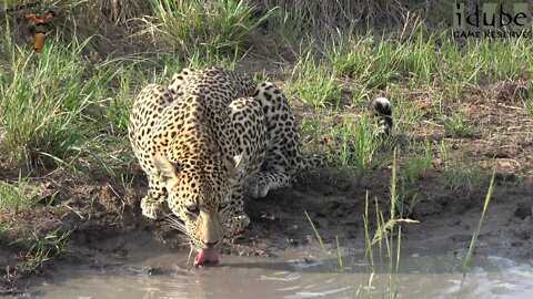 Male Leopard Drinks In Puddle