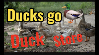 Duck go Duck store