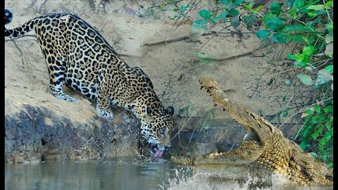 Jaguar Hunting Crocodile Fail On The Riverside.