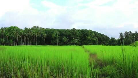 Welcome to Kerala, a land blessed with unmatched natural beauty