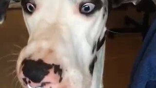 Great Dane eats whipped cream in slow motion