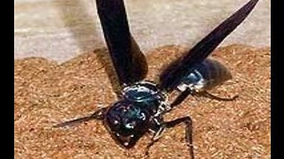 Warrior wasps: Small insects with world's most painful sting