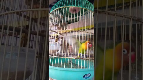 burung lovebird ngekek