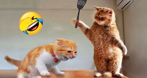 Lovely Funniest Animals 2023 😂 New Funny Cats and Dogs Videos 😻🐶