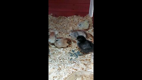 adorable baby chicks