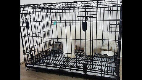 Review Midwest Dog Crate Floor Grid