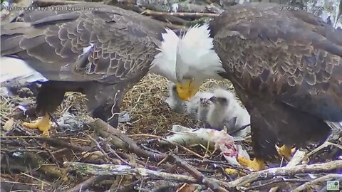Hays Bald Eagles feed H16 H17 H18 tandem Breakfish 2022 04 03 08 24 12 195