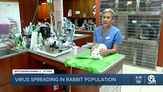 Virus spreading in rabbit population
