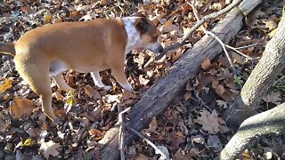 Squirrel Hunting with Treeing Feist