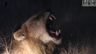 Great Lion Roar - Awesome Sound!