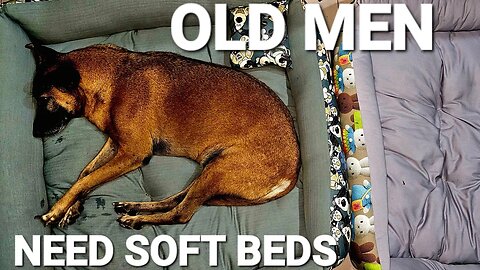 DAN DA DOG HAS A NEW BED #soidog #rescuedog #thailand