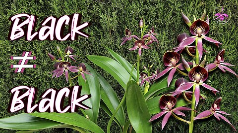 Highly Priced Highly Prized Guarechea Black Comet Orchid EASY Care Guide #ninjaorchids